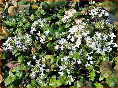 Pachyphragma macrophylla