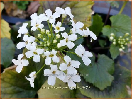 Pachyphragma macrophylla