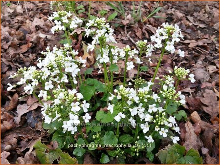 Pachyphragma macrophylla