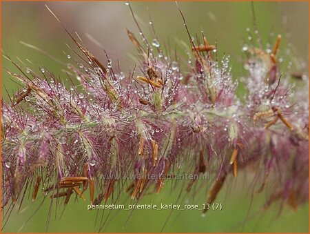 Pennisetum orientale &#39;Karley Rose&#39;