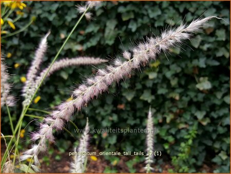 Pennisetum orientale &#39;Tall Tails&#39;