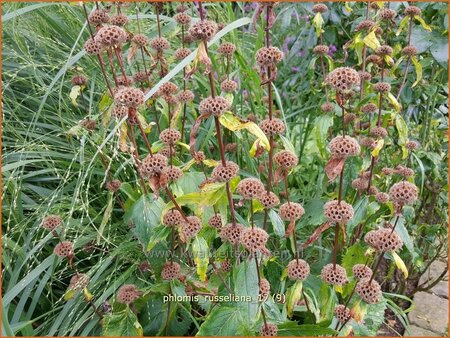 Phlomis russeliana