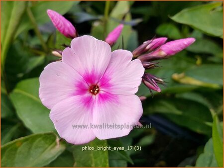 Phlox &#39;Bright Eyes&#39;