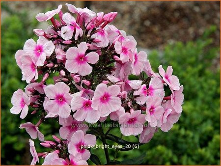 Phlox &#39;Bright Eyes&#39;