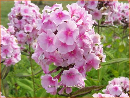 Phlox &#39;Bright Eyes&#39;