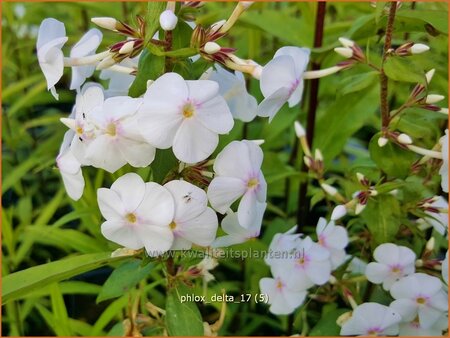 Phlox &#39;Delta&#39;