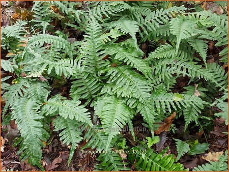 Polypodium vulgare