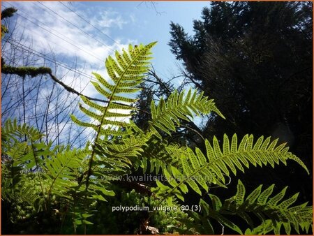 Polypodium vulgare