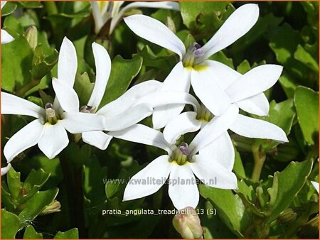 Pratia angulata &#39;Treadwellii&#39;