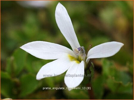 Pratia angulata &#39;Treadwellii&#39;