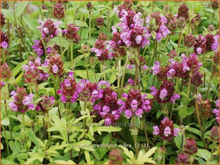 Prunella grandiflora &#39;Rubra&#39;