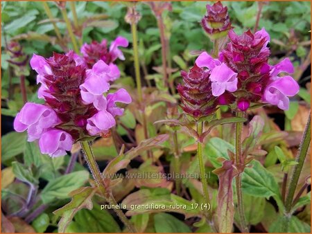 Prunella grandiflora &#39;Rubra&#39;