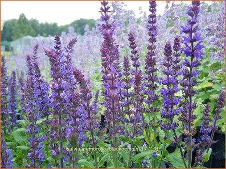 Salvia nemorosa &#39;Blaukönigin&#39;