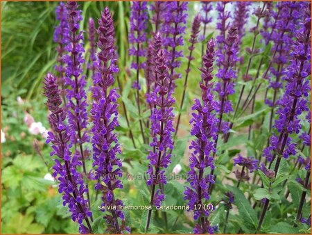 Salvia nemorosa &#39;Caradonna&#39;