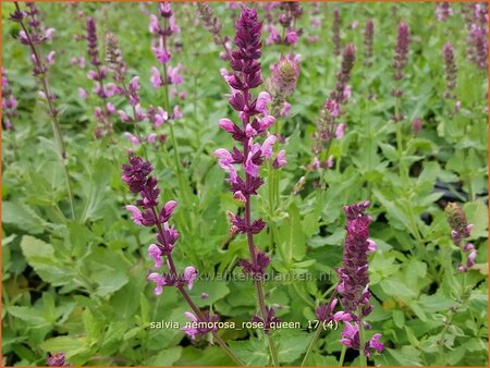 Salvia nemorosa 'Rose Queen'