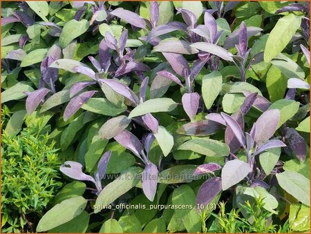Salvia officinalis &#39;Purpurascens&#39;