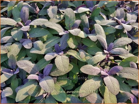 Salvia officinalis &#39;Purpurascens&#39;