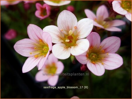 Saxifraga &#39;Apple Blossom&#39;