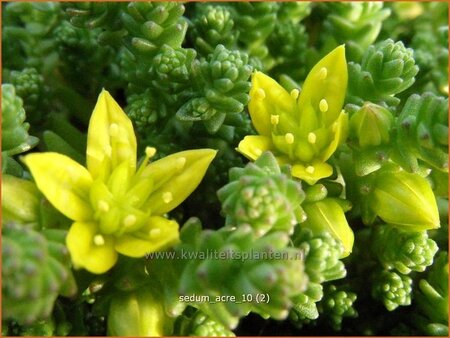 Sedum acre