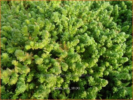 Sedum acre