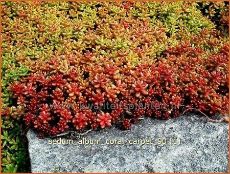 Sedum album &#39;Coral Carpet&#39;