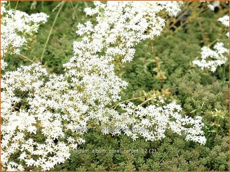 Sedum album &#39;Coral Carpet&#39;