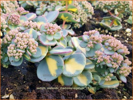 Sedum sieboldii &#39;Mediovariegatum&#39;