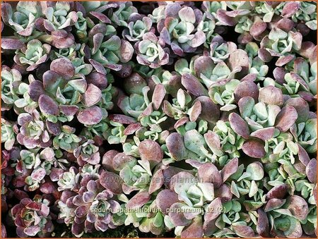 Sedum spathulifolium &#39;Purpureum&#39;
