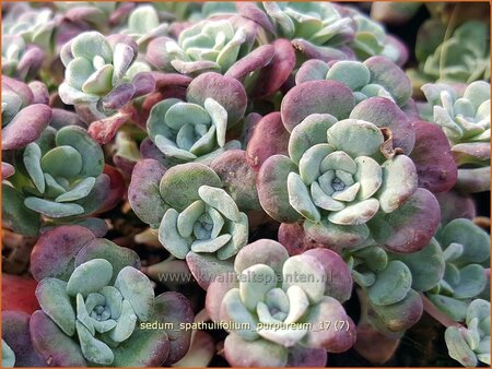 Sedum spathulifolium &#39;Purpureum&#39;