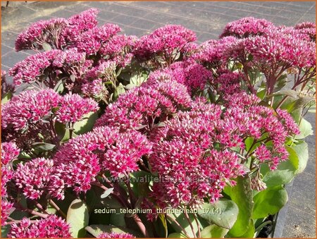 Sedum telephium &#39;Thunderhead&#39;
