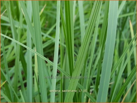 Sesleria sadleriana