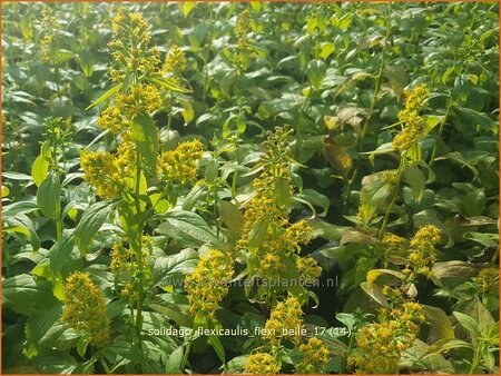 Solidago flexicaulis &#39;Flexi Belle&#39;