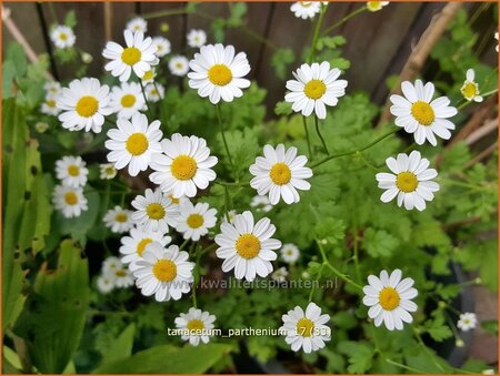 Tanacetum parthenium