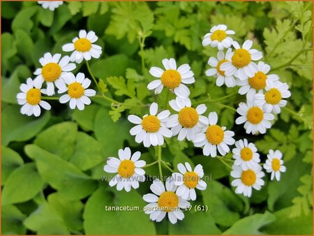 Tanacetum parthenium