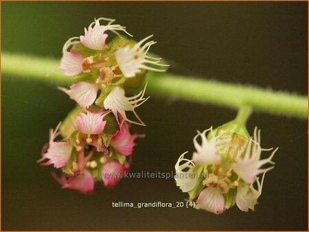 Tellima grandiflora