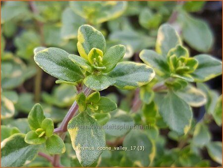 Thymus 'Doone Valley'