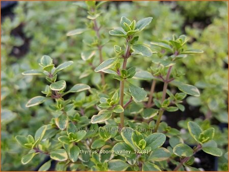 Thymus &#39;Doone Valley&#39;