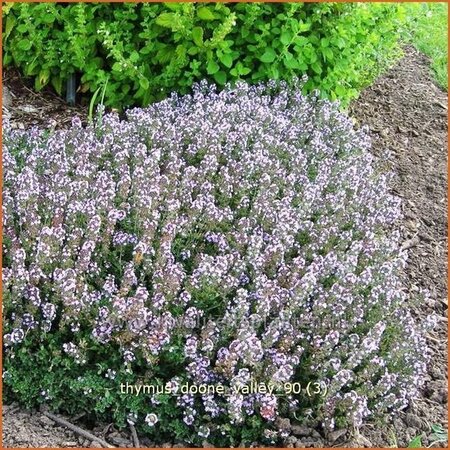 Thymus 'Doone Valley'