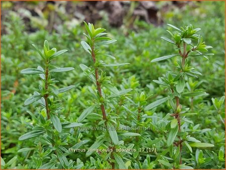 Thymus longicaulis &#39;Odoratus&#39;