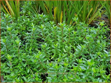 Thymus longicaulis &#39;Odoratus&#39;