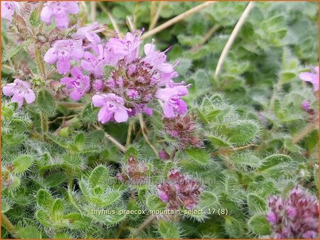 Thymus praecox &#39;Mountain Select&#39;