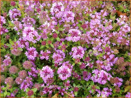 Thymus serpyllum &#39;Magic Carpet&#39;