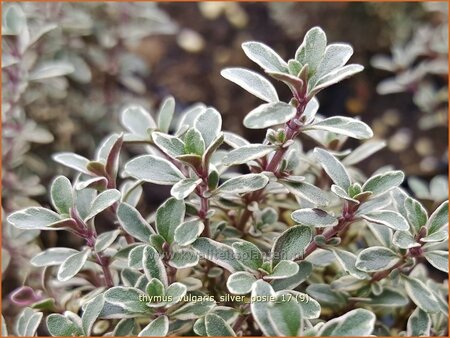 Thymus vulgaris &#39;Silver Posie&#39;