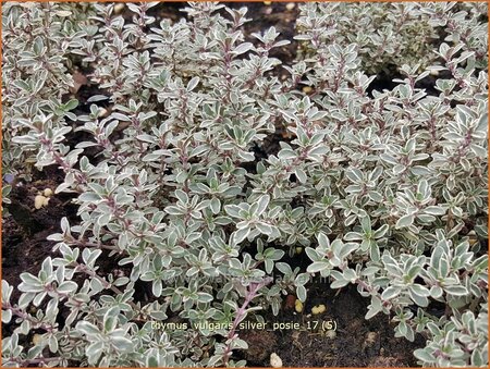 Thymus vulgaris &#39;Silver Posie&#39;