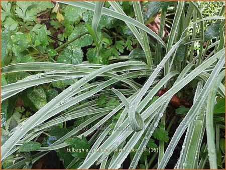 Tulbaghia violacea &#39;Silver Lace&#39;