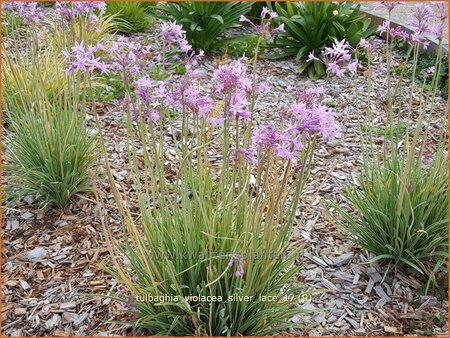 Tulbaghia violacea &#39;Silver Lace&#39;