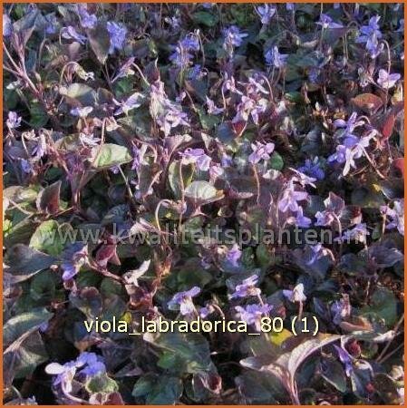 Viola labradorica