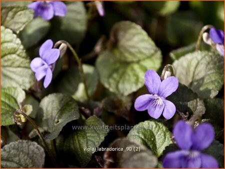 Viola labradorica