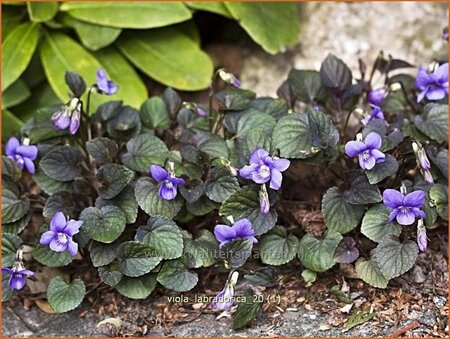 Viola labradorica