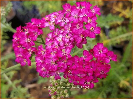 Achillea millefolium &#39;Heidi&#39;